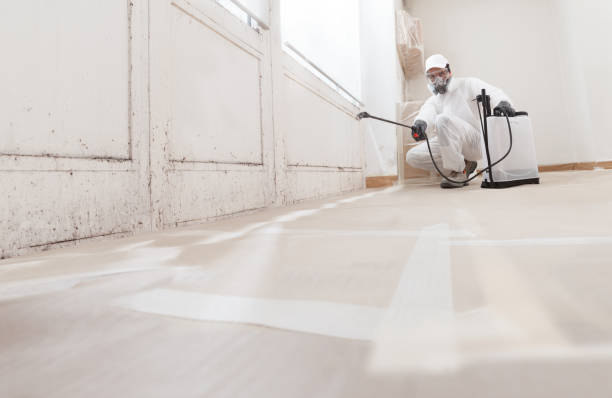 24/7 Emergency Mold Cleanup experts in Mackinaw City, MI