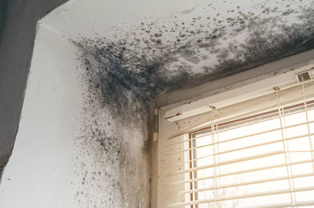 Affordable Mold Cleanup solutions in Mackinaw City, MI
